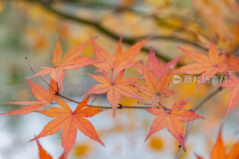 枝头鲜艳红枫叶特写