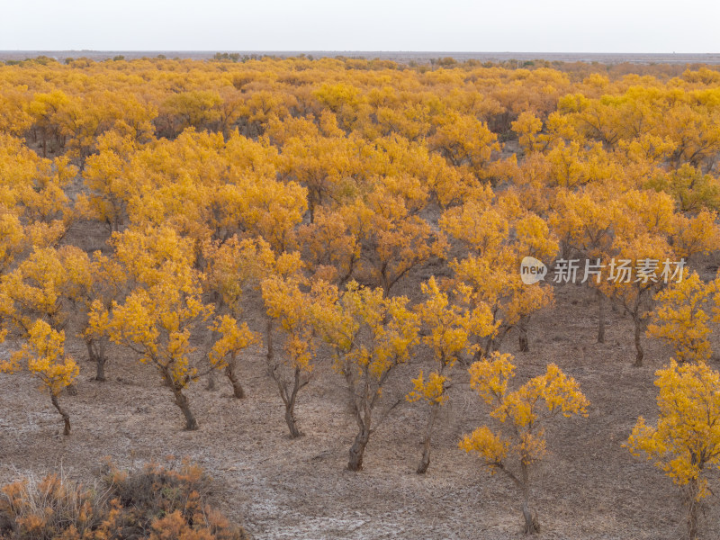 新疆南疆巴州沙雅139秘境公路胡杨林航拍