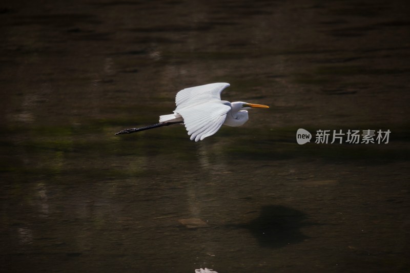 北京清河白鹭戏水