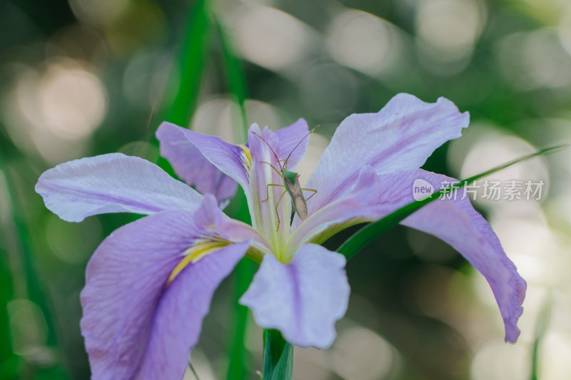 花朵上的昆虫