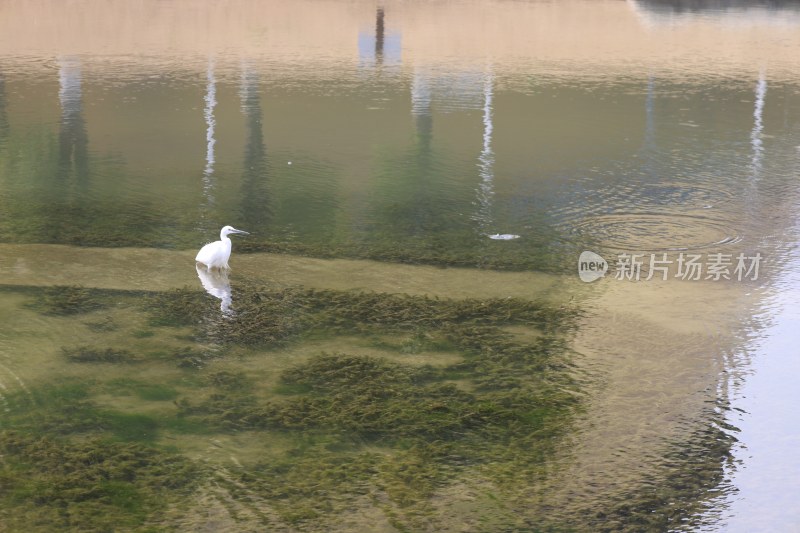 水中白鹭觅食的自然生态场景