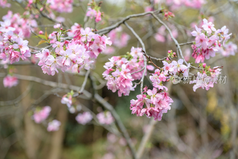 樱花特写拍摄