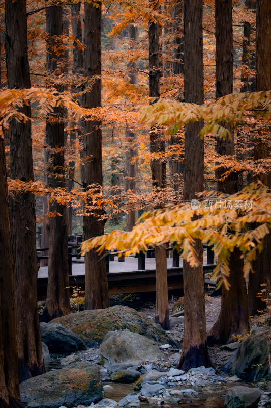 国家植物园秋天樱桃沟水杉栈道