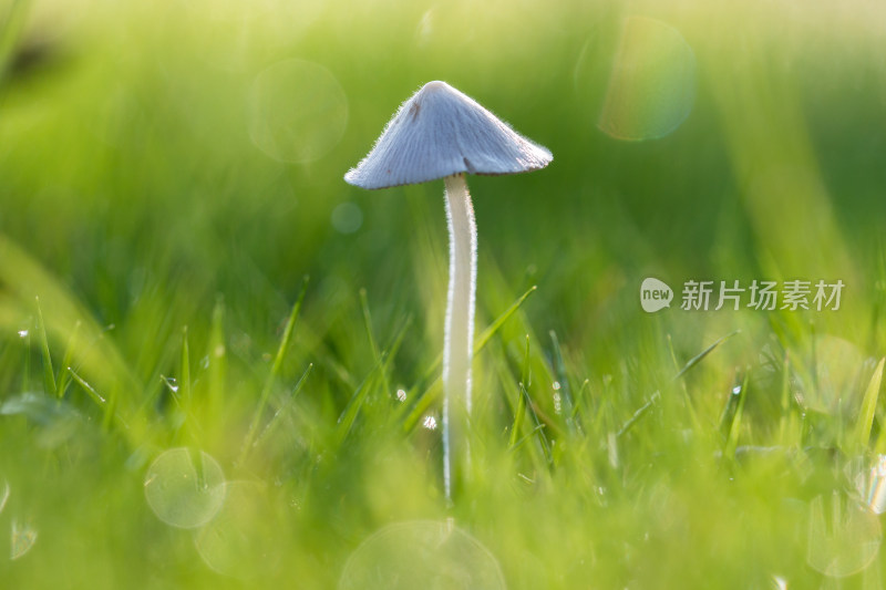 蘑菇菌类微距生态摄影