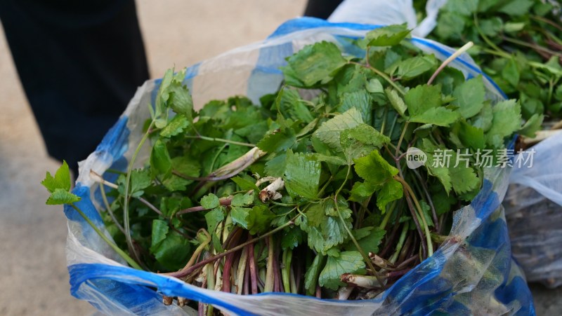 东北春天地摊上售卖的野菜