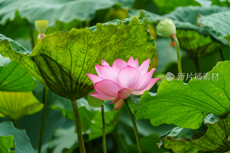 夏日盛开的荷花