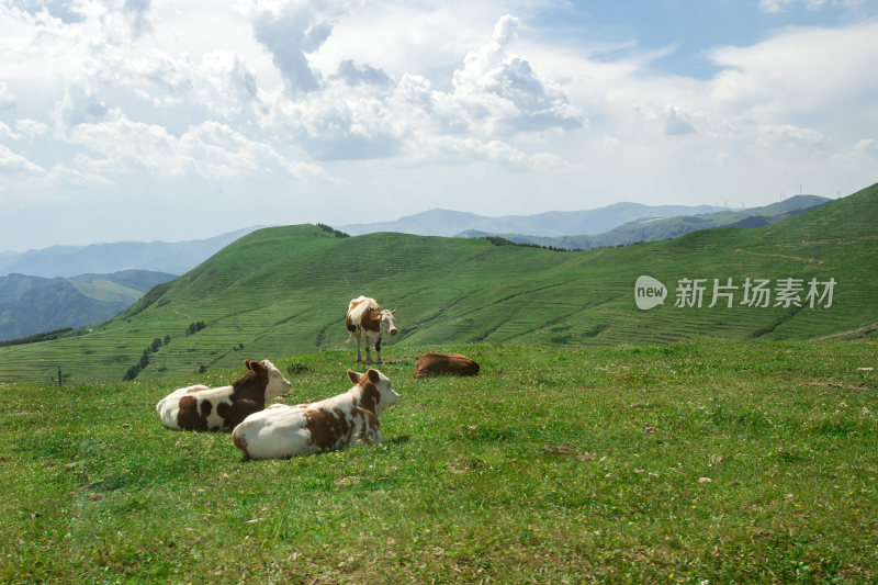 五台山自然天然牧场风光