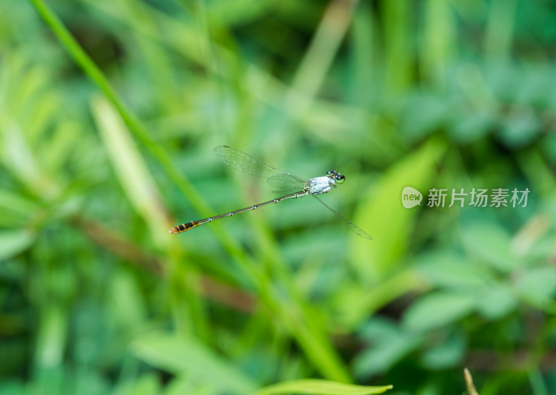 植物上的豆娘