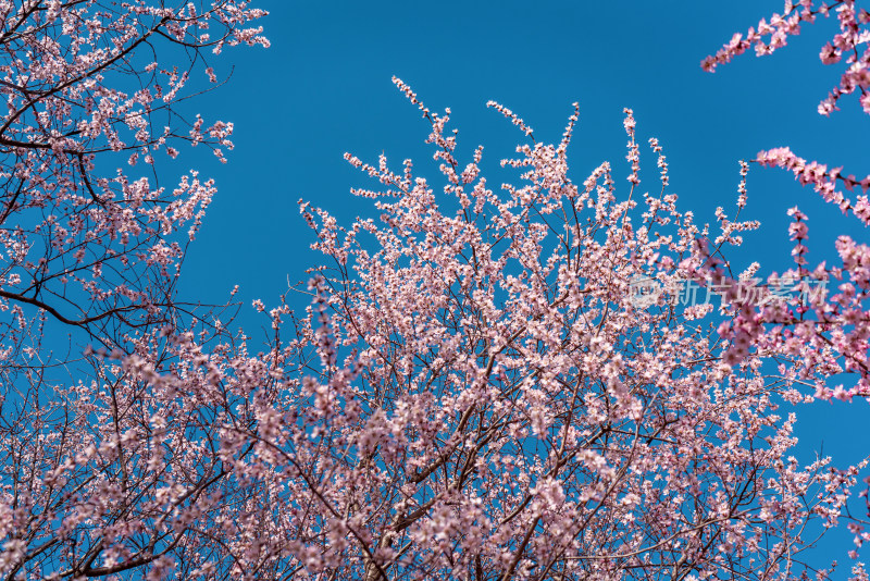 北京奥森公园桃花