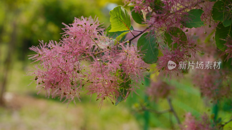 花草植物素材——黄栌花