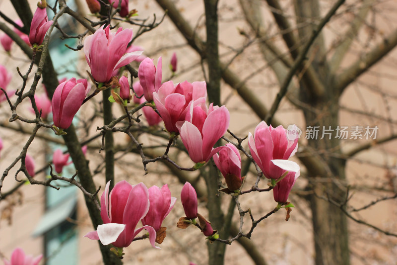 盛开的粉色玉兰花枝特写