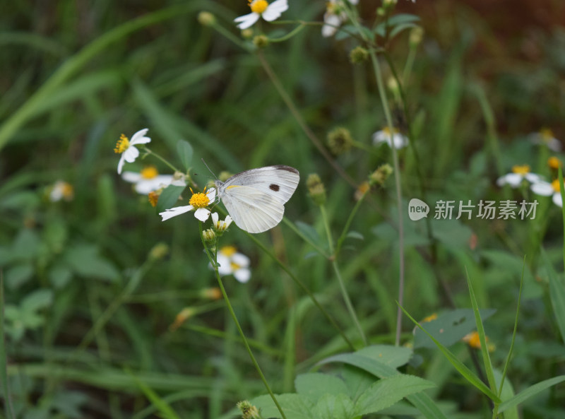 美丽蝴蝶昆虫