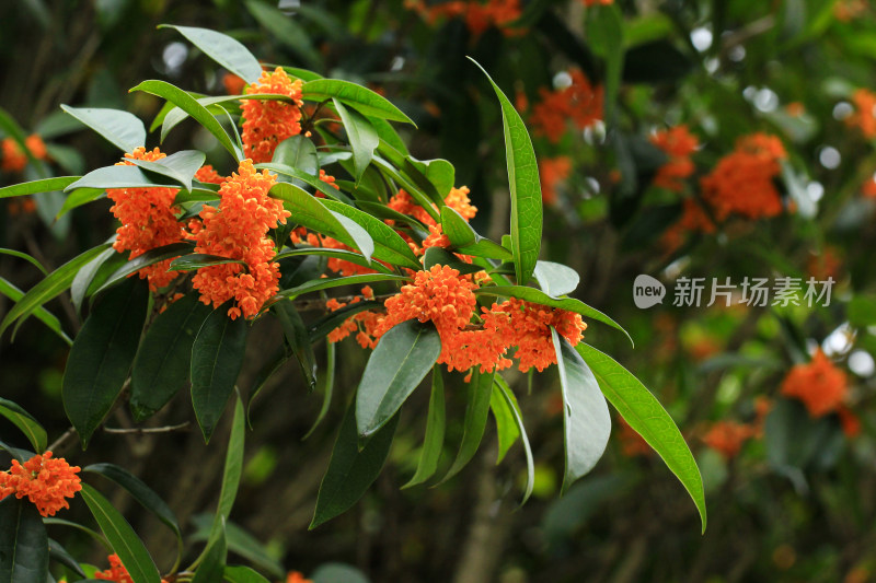 丹桂花枝背景实拍素材