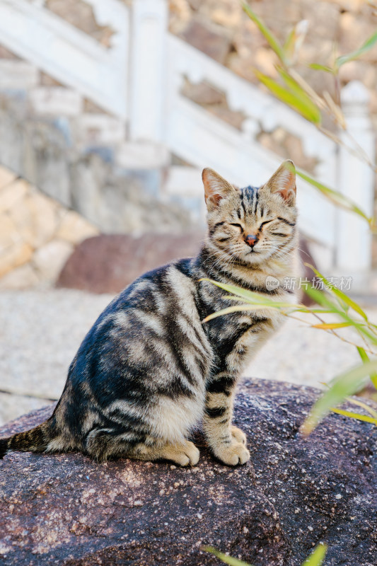 石阶旁的狸花猫闭眼蹲坐姿态悠闲