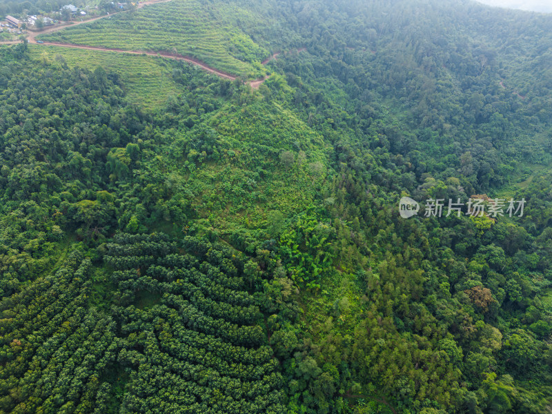 航拍绿意盎然的广袤山林自然景观