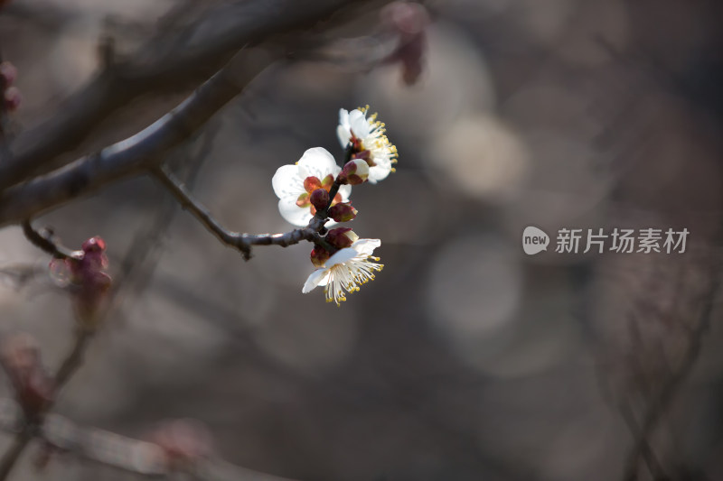 美丽的桃花