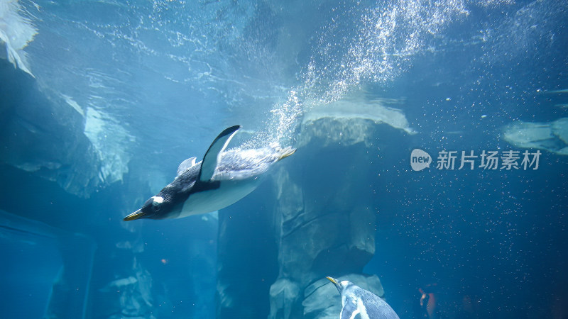 企鹅快速扎进水中游动潜水