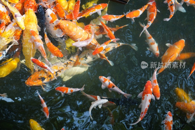 寒山寺风水鱼