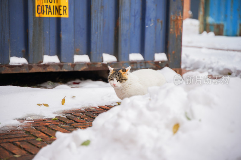 猫雪地集装箱红砖地面