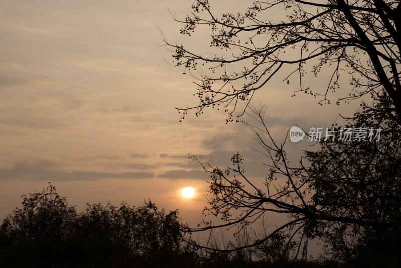 夕阳下树木剪影景观