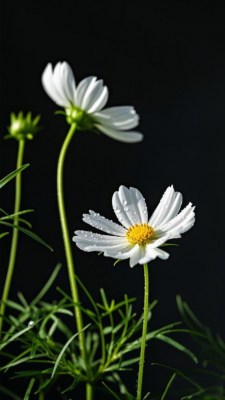 特写白色波斯菊花卉