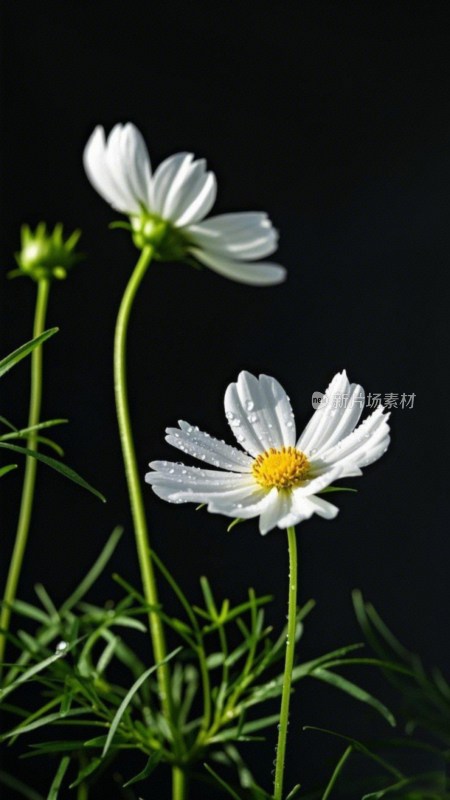 特写白色波斯菊花卉