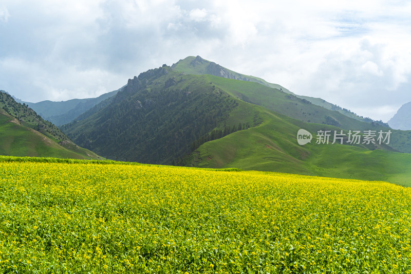 青海祁连县卓尔山景区，夏季高山油菜花