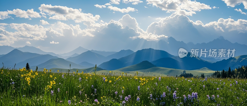 蓝天白云草地野花山脉