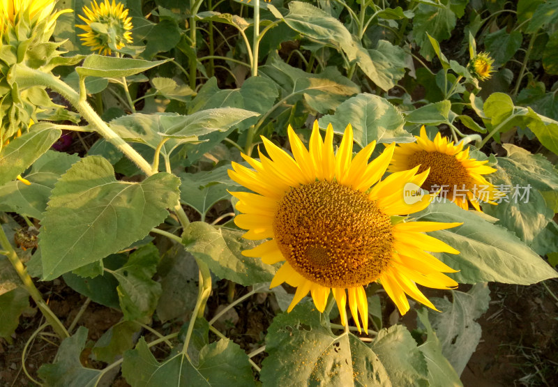 向日葵花田特写