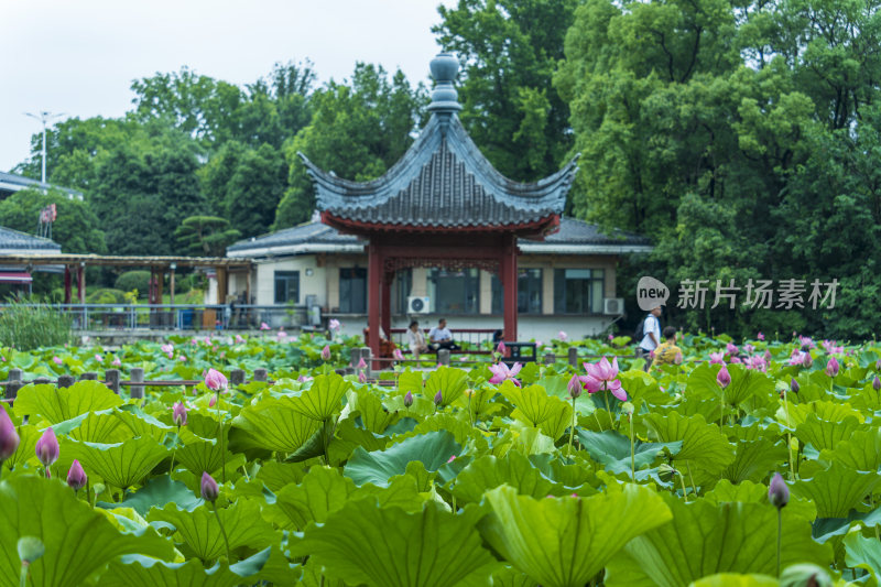 武汉东湖磨山景区盆景园