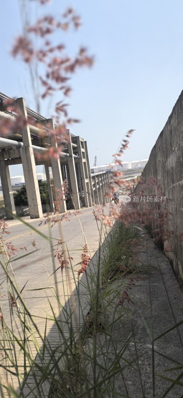 工业管道旁的野生植物生长景象