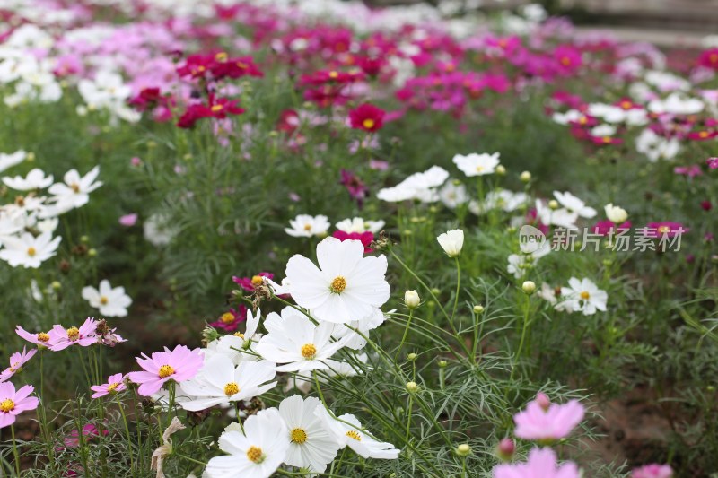 四川成都花舞人间景区的花海