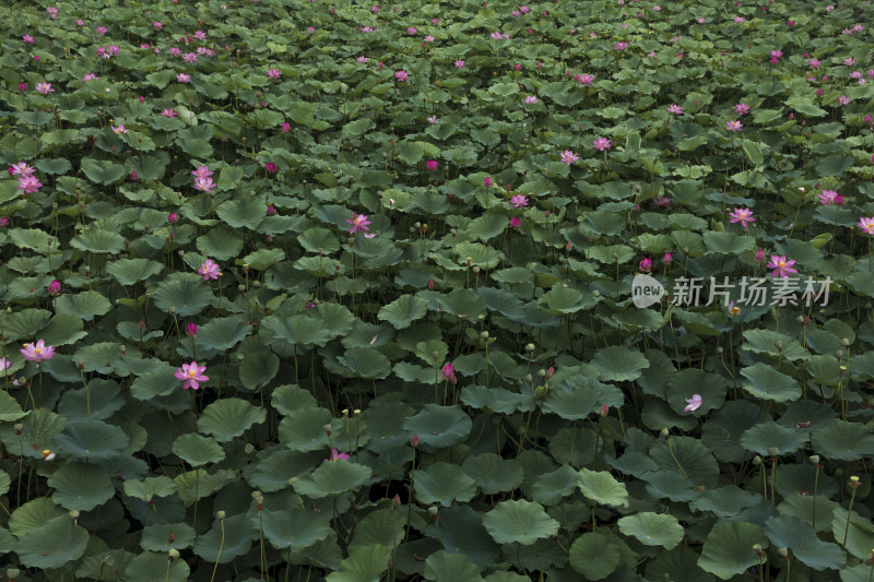 夏季公园荷塘荷叶丛中荷花特写