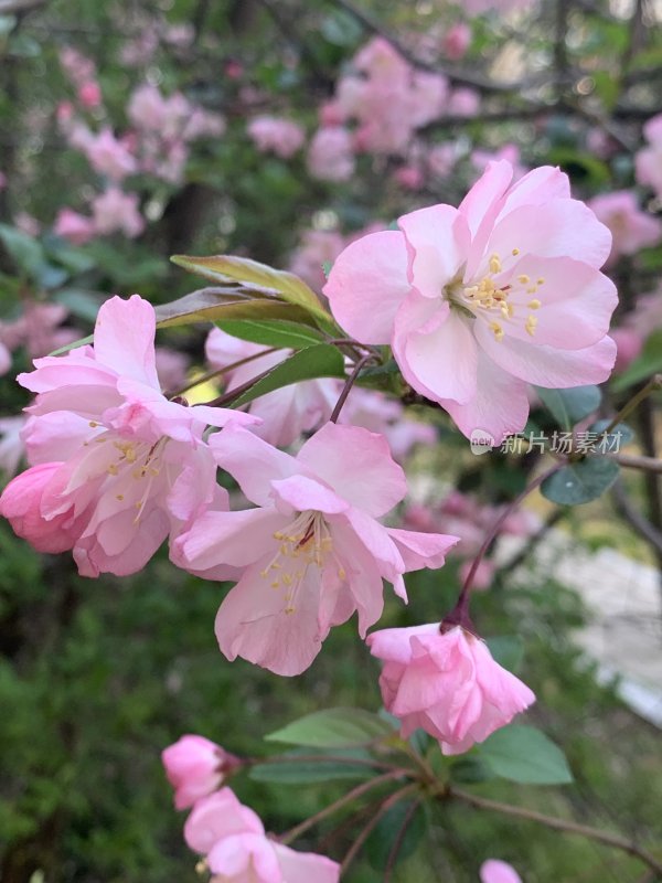 春日海棠花