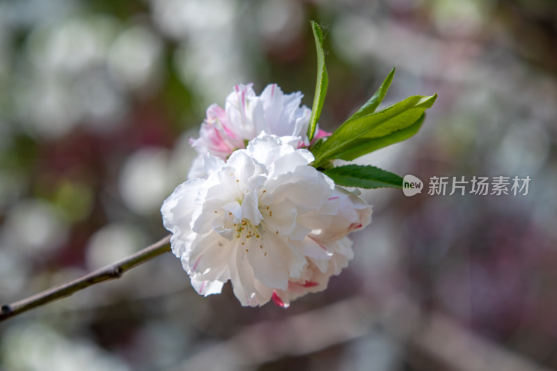 春天枝头绽放的粉白色碧桃花特写