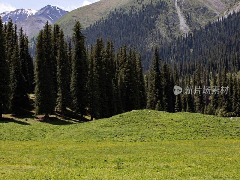 蓝天白云下的草原森林自然风景