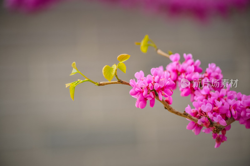 紫荆花美丽绽放