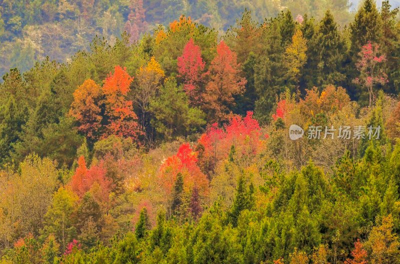 重庆酉阳：漫山遍野枫叶红