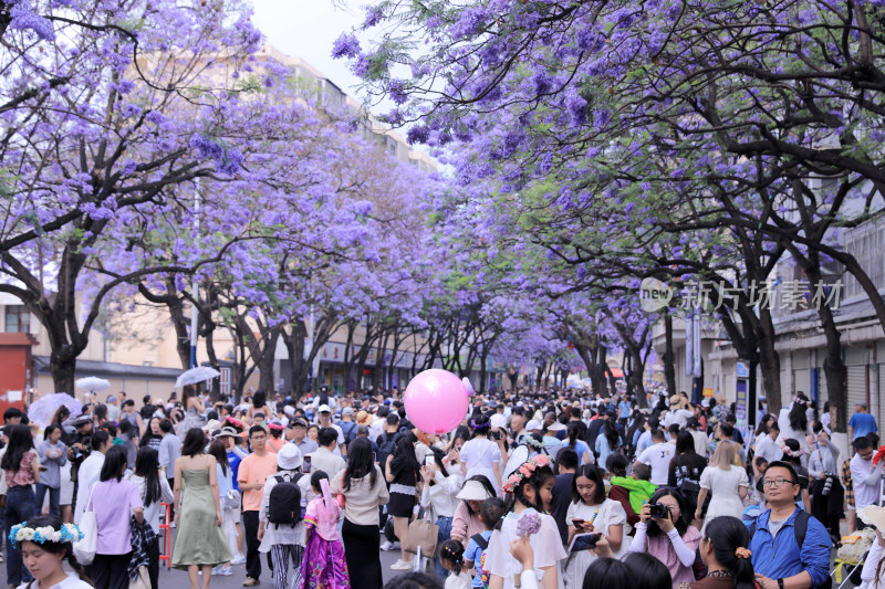 蓝花楹 教场中路蓝花楹绽放