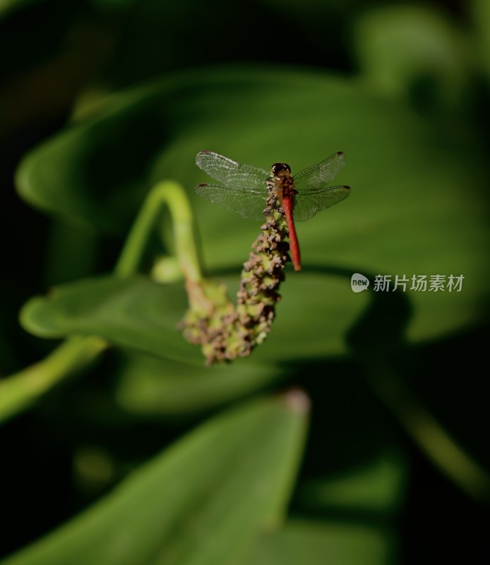 荷花上的蜻蜓