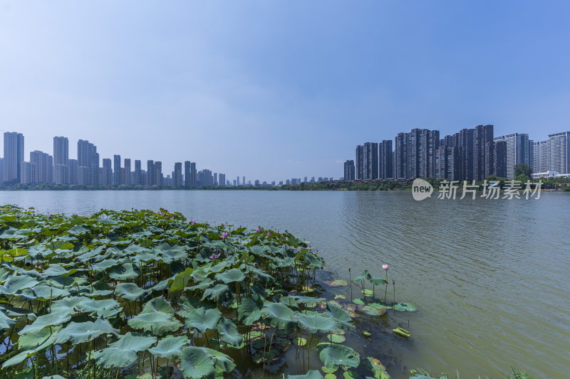 武汉江夏区汤逊湖壹号湿地公园风景