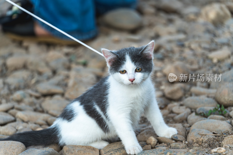 猫坐在岩石上的特写肖像