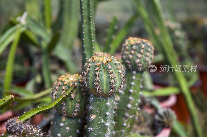 仙人球多肉植物