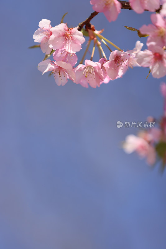 杭州西湖花港观鱼的河津樱樱花