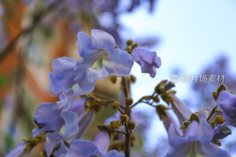 天津春季紫色风铃花