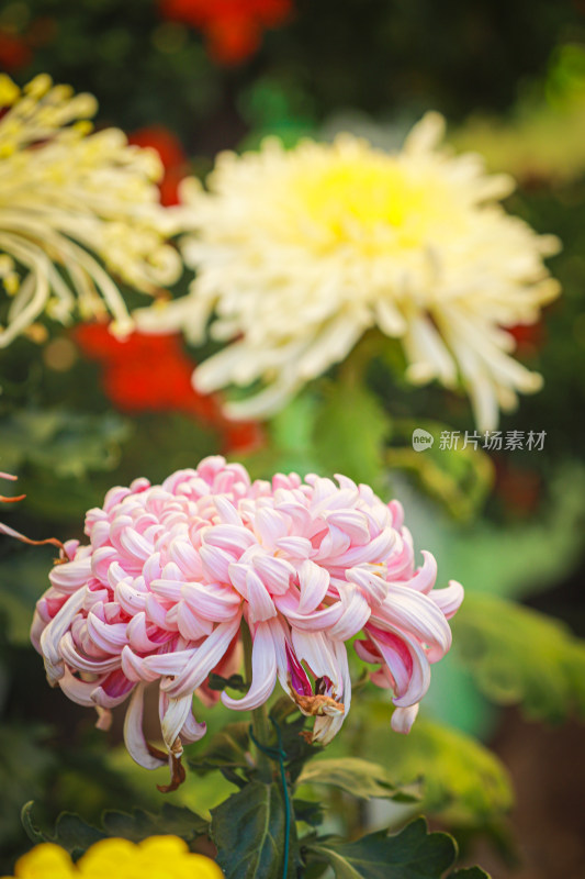 秋季公园菊花展览