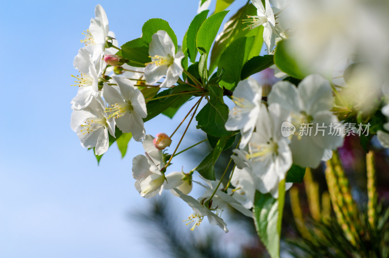 白色海棠花