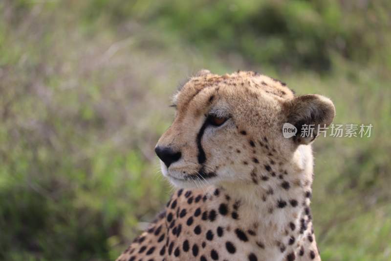 野生动物豹子猎豹猎食动物