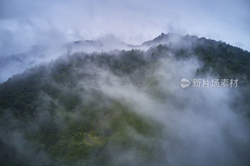 峨眉山的原始森林