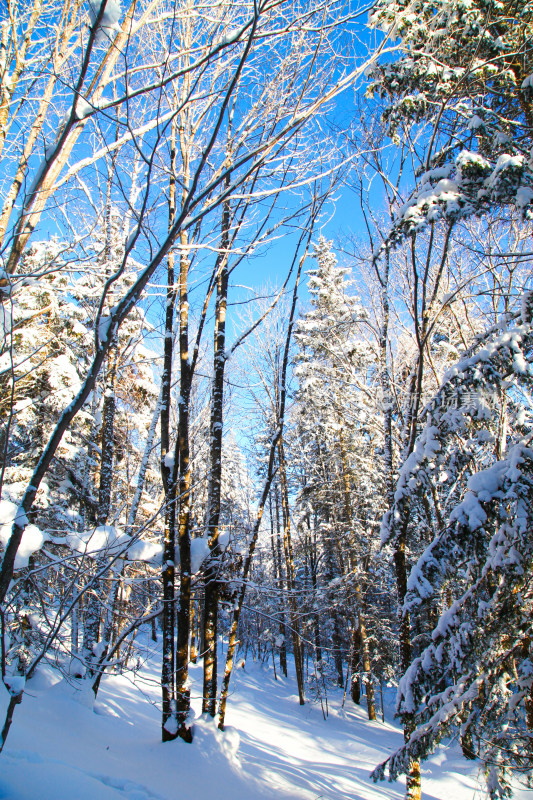 黑龙江 双峰林场 雪乡